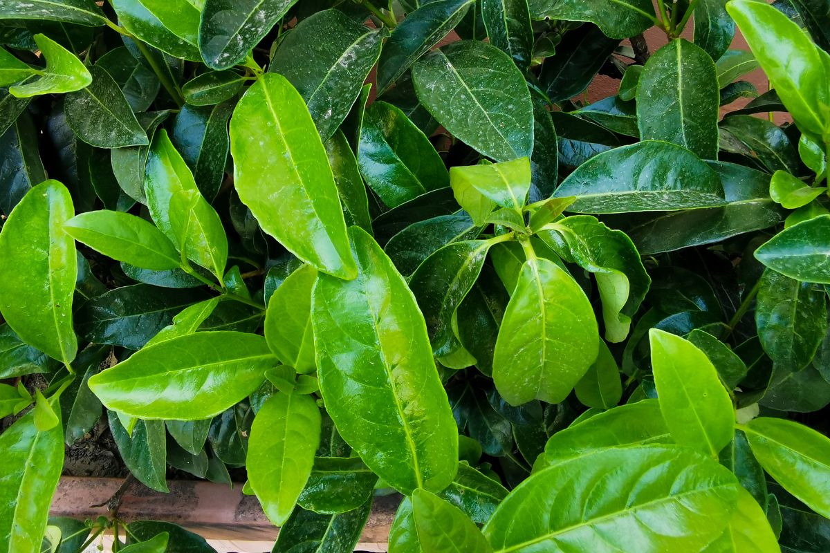 arbusti perenni per ombra in giardino