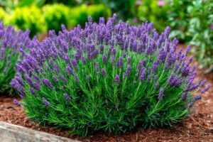 Lavanda angustifolia
