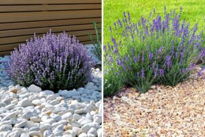 abbinare sassi e lavanda nelle aiuole