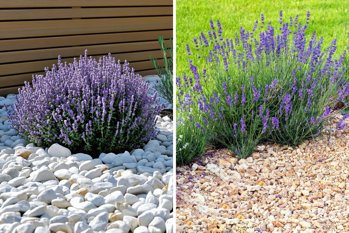 abbinare sassi e lavanda nelle aiuole