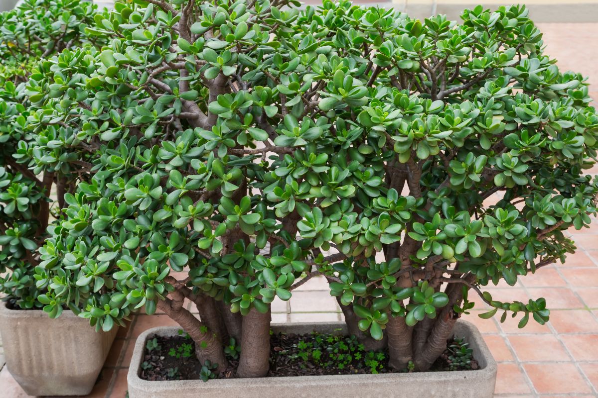nuove foglie all'albero di giada