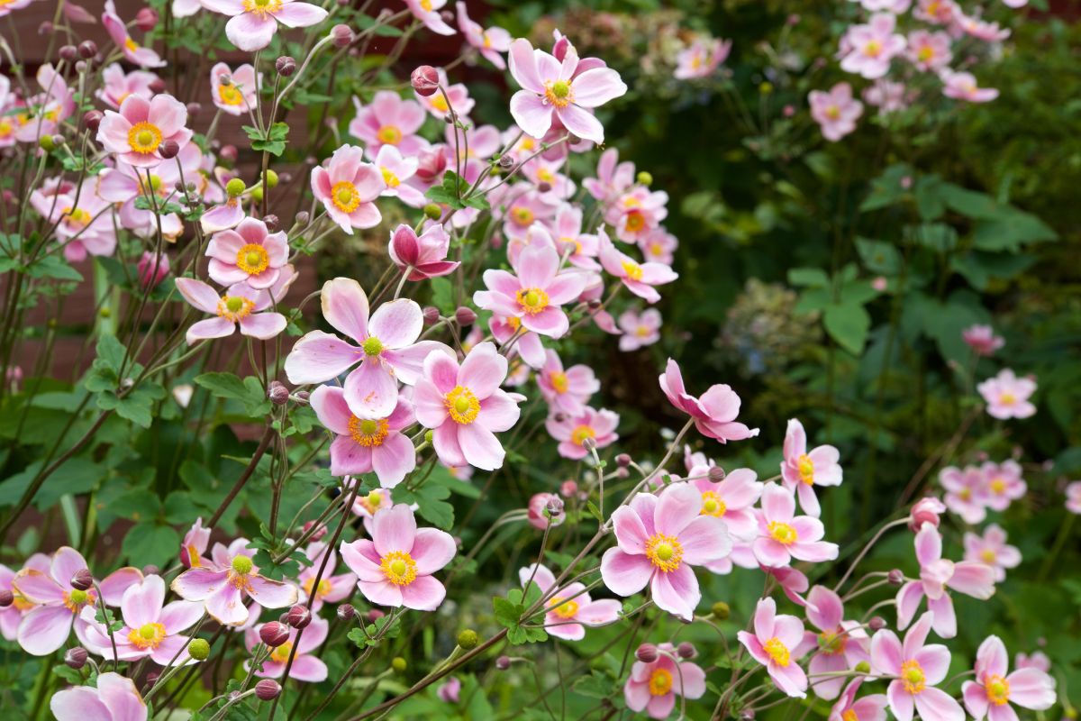 fiori spettacolari a settembre