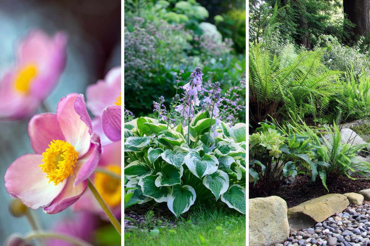 mix di fiori giardino a settembre