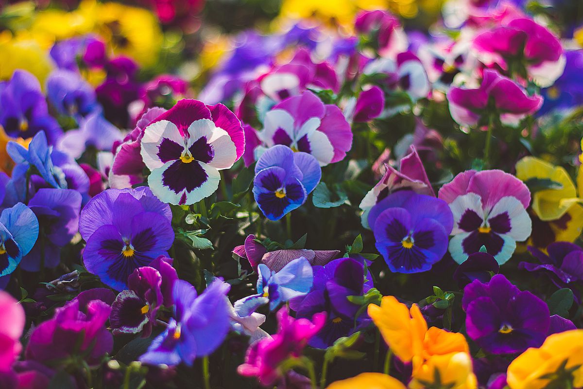viola del pensiero 