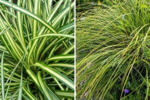 carex resistente al freddo