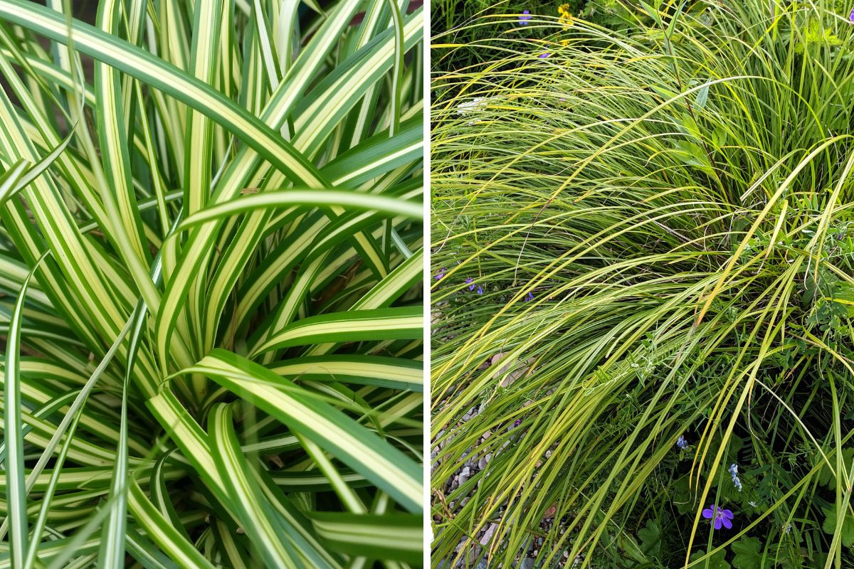 carex resistente al freddo
