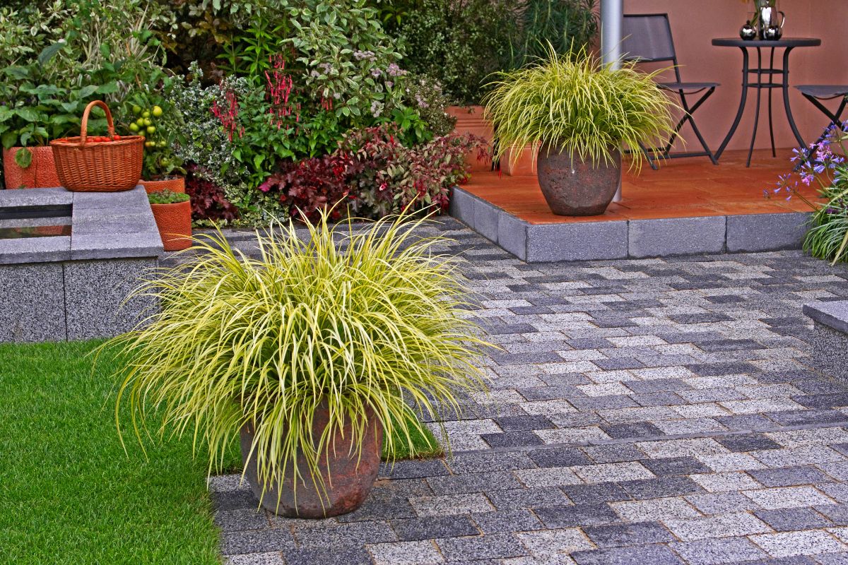 carex ornamentale sul balcone