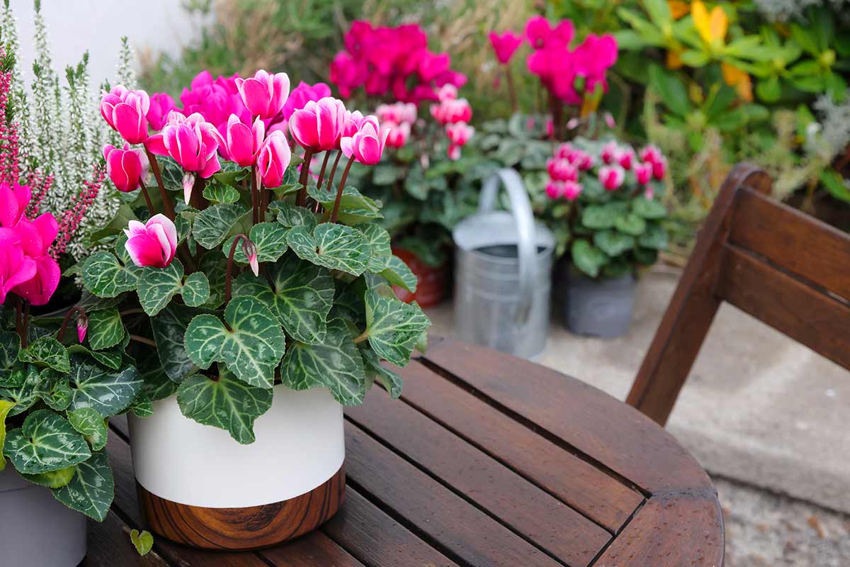 Ciclamino, trucco fioriture fino all’inverno