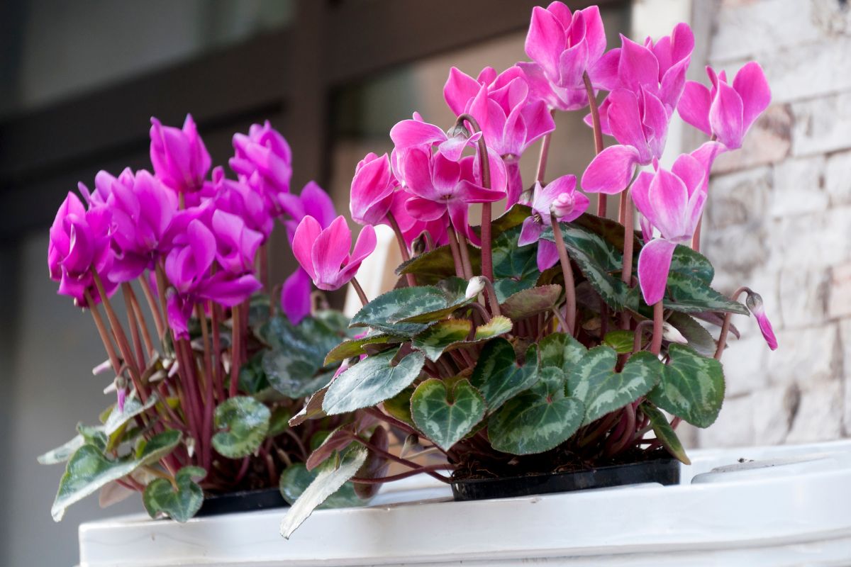 fioritura ciclamino sul balcone settembre
