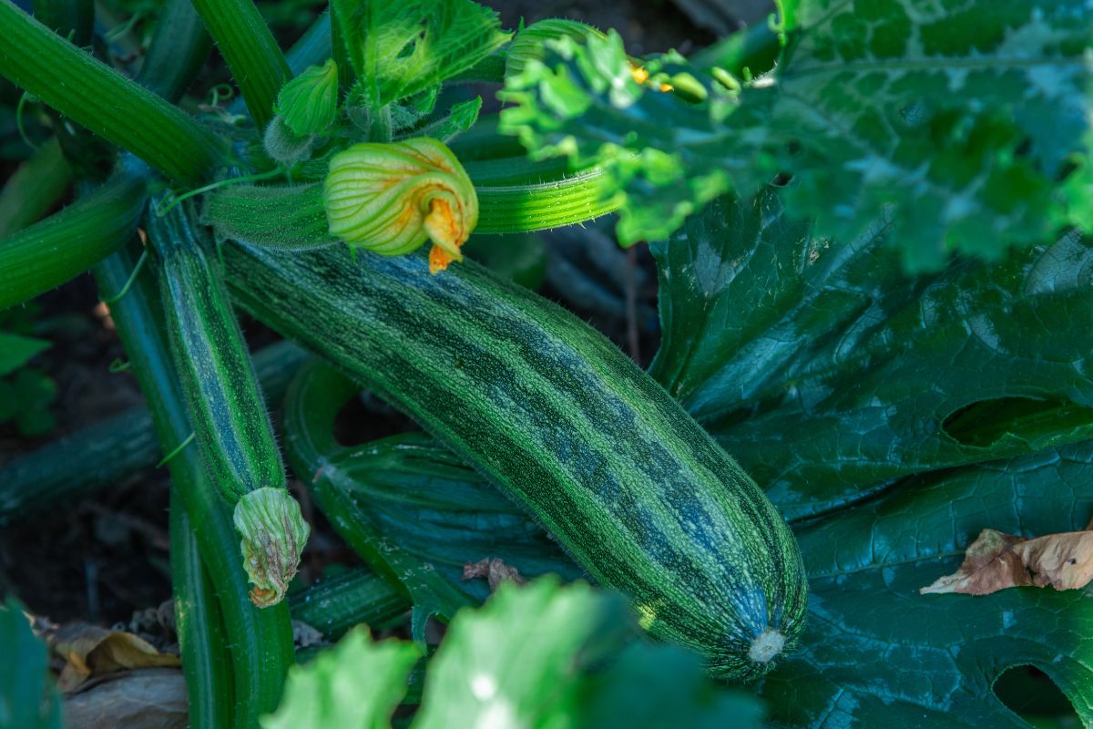 trucchi per le zucchine in autunno
