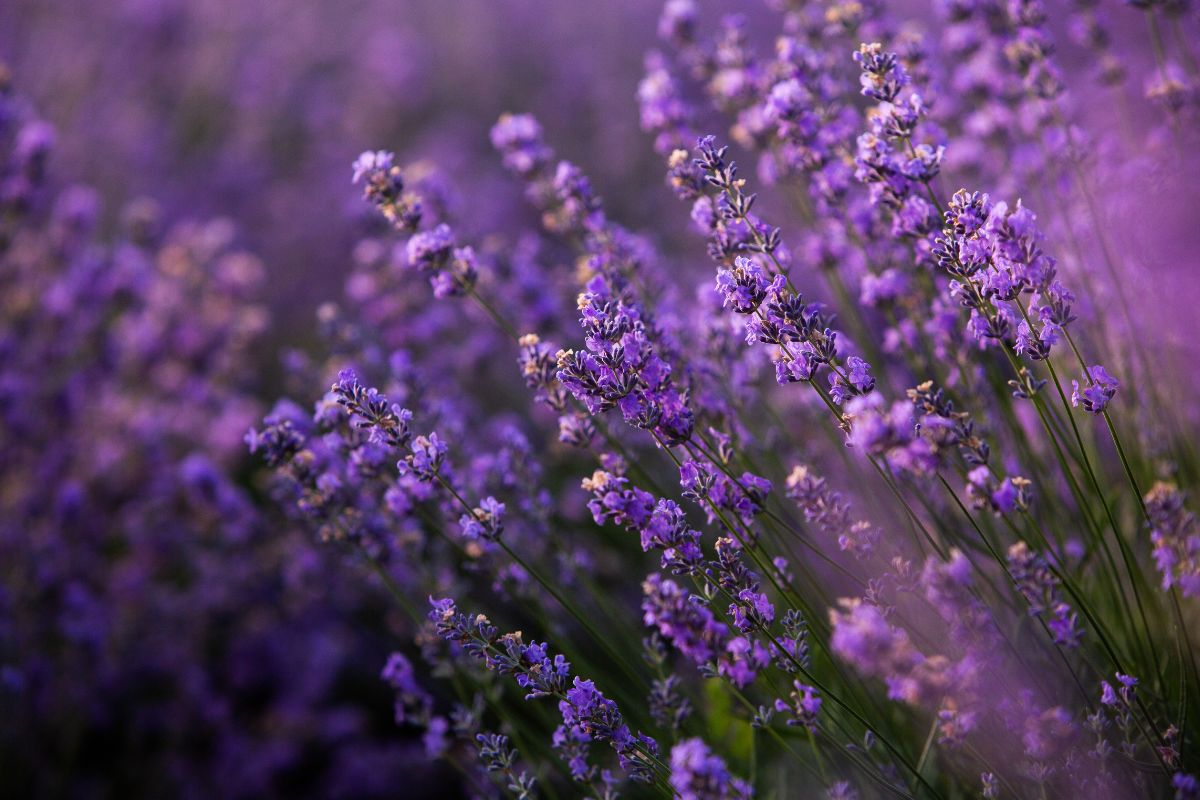lavanda post-estate taglio di pulizia e irrigazione