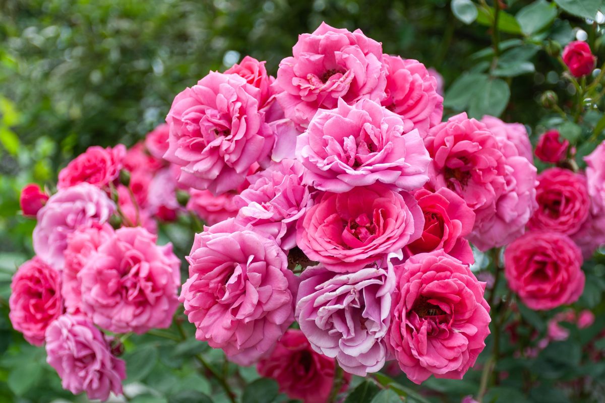 prendersi cura delle rose a settembre