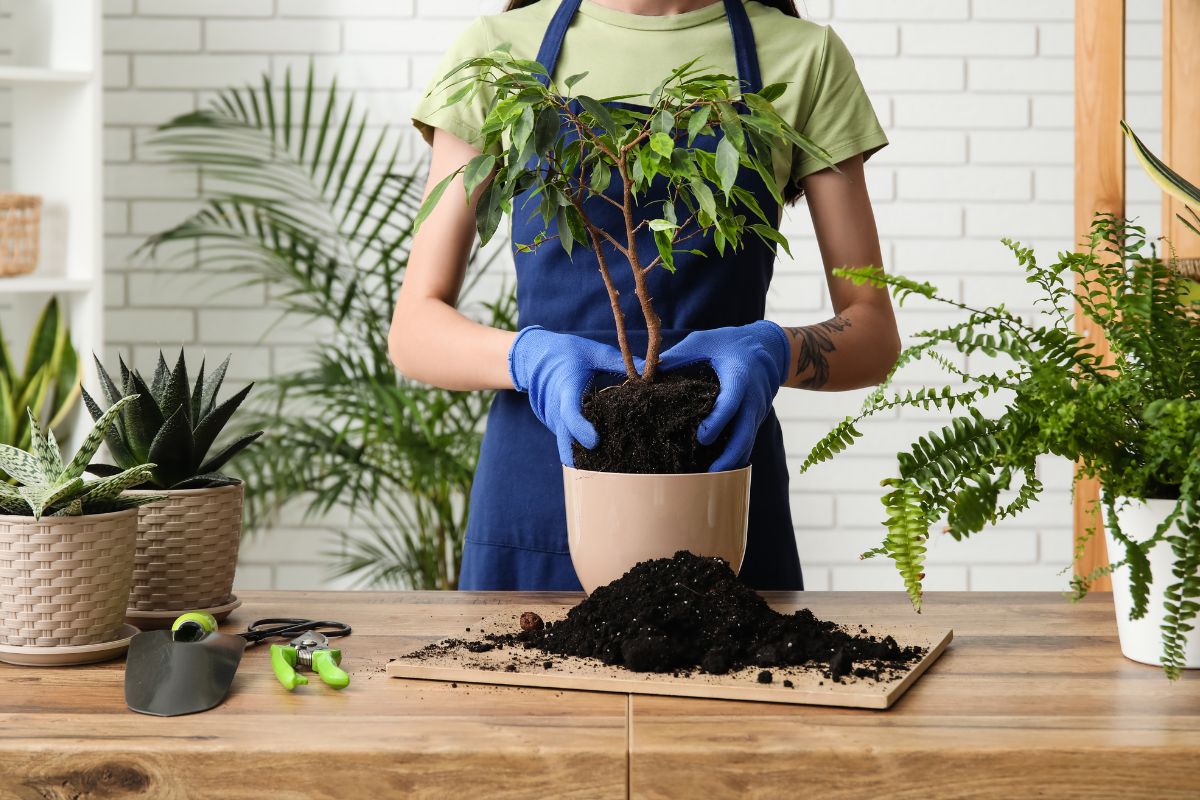 rinvasa ficus e piante verdi