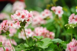 settembre gerani in fiore