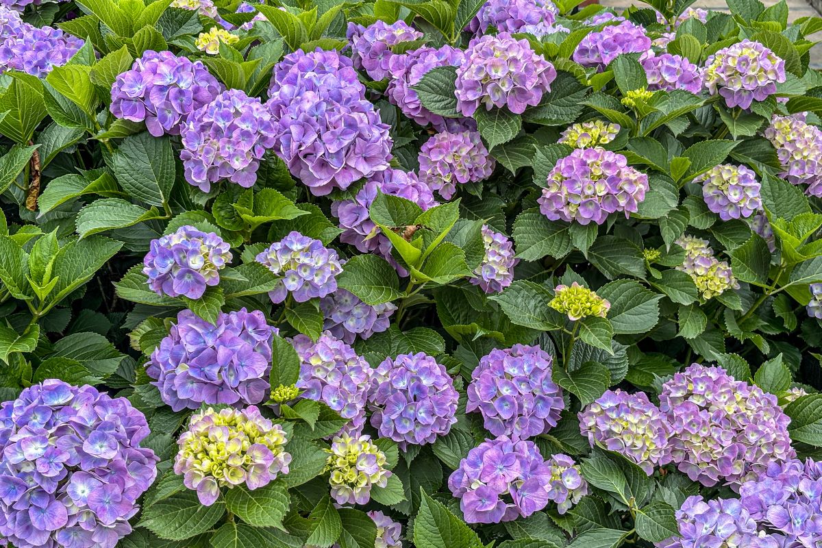 ortensie con concimazioni naturali