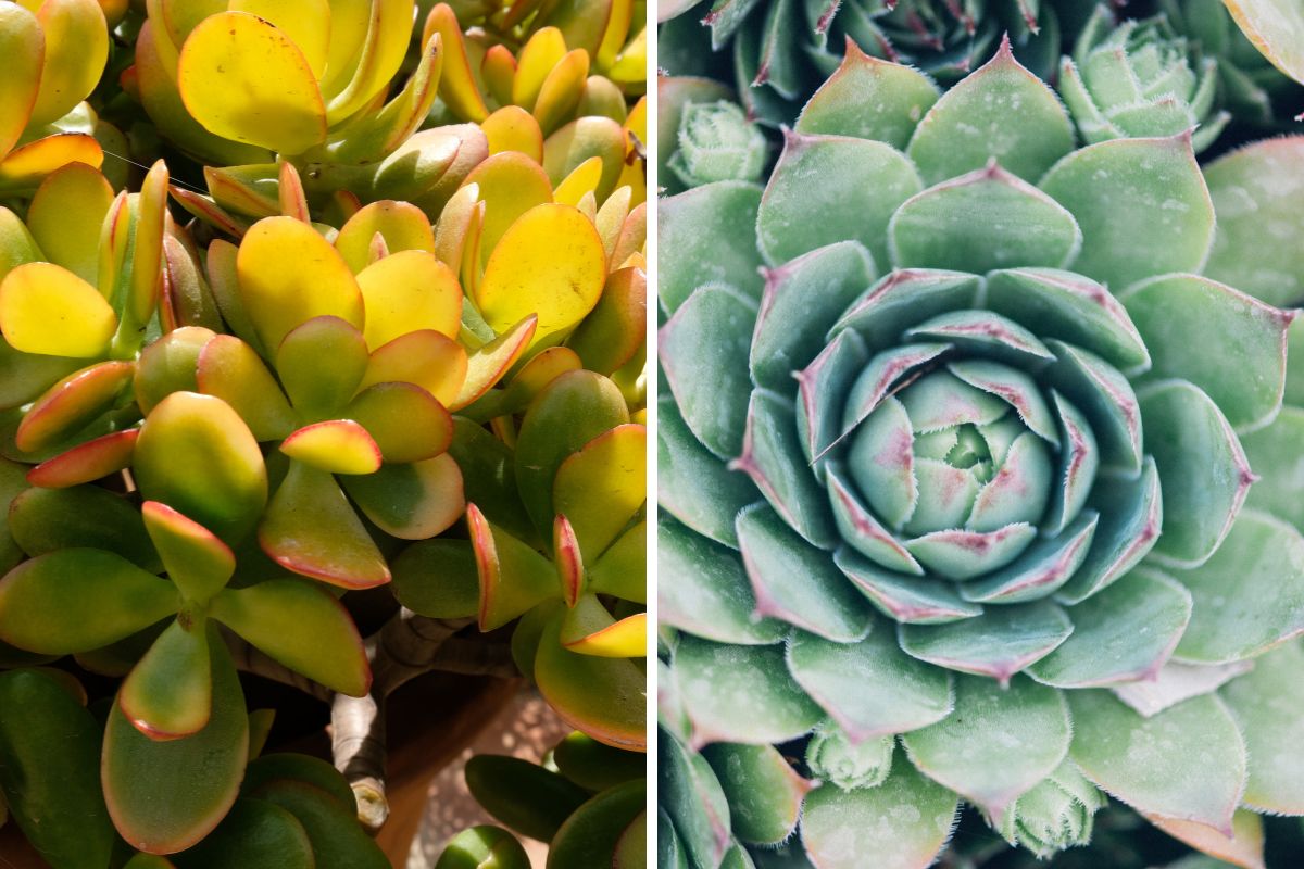 succulente che cambiano colore con il freddo