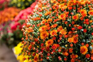 varietà crisantemi da giardino