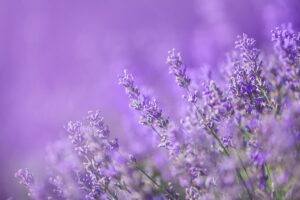 lavanda in autunno