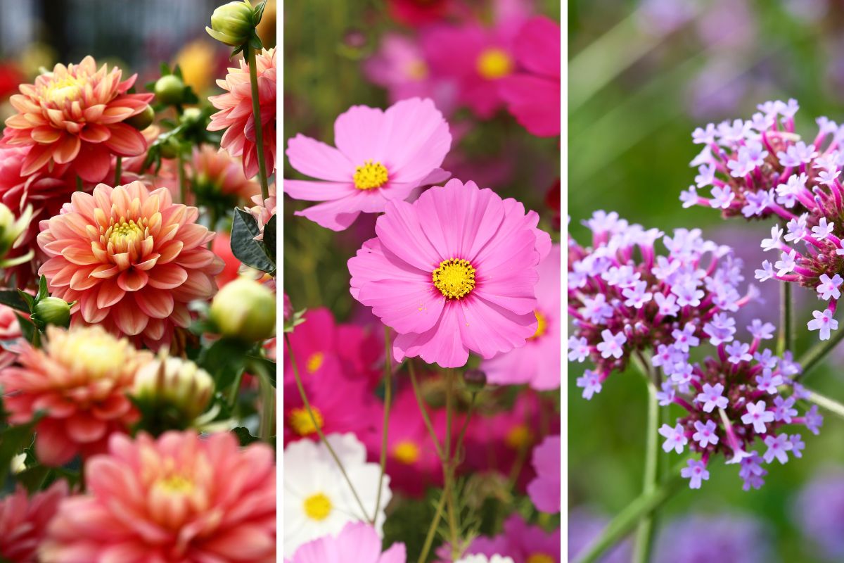 mix di fiori giardino a settembre