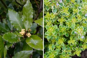 erbe aromatiche contro insetti