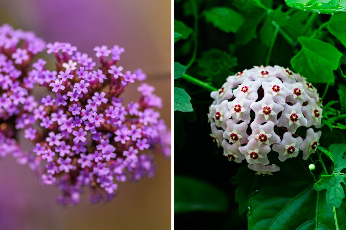 piantare fiori profumati a settembre