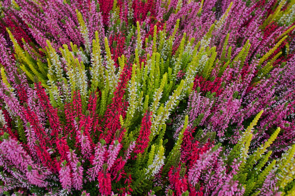 scegliere l'erica per le fioriture autunnali