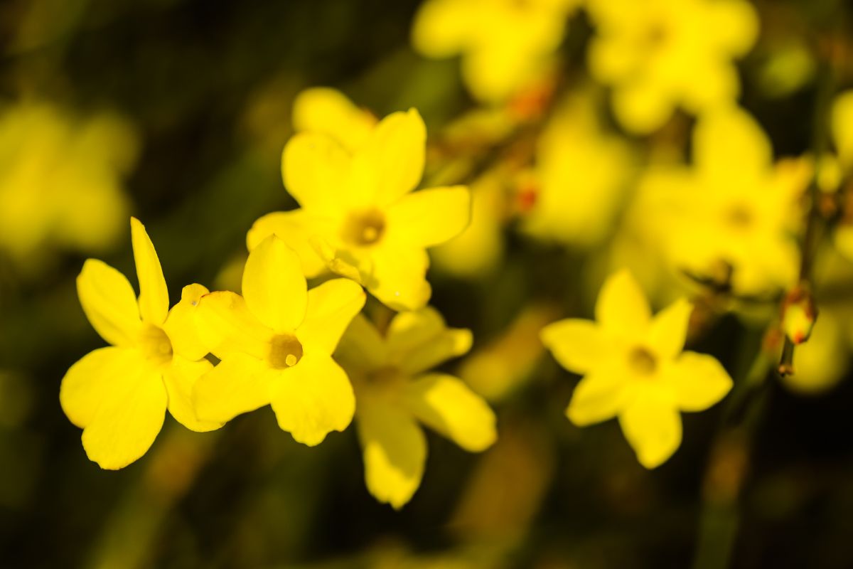 fiori profumati da piantare a settembre