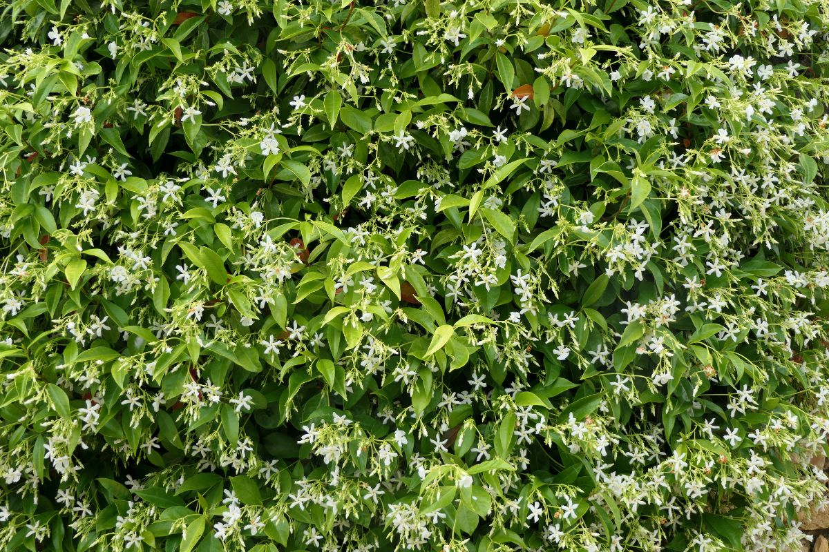 piante rampicanti creano parete colorata