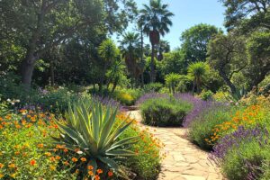 Lavanda e agave