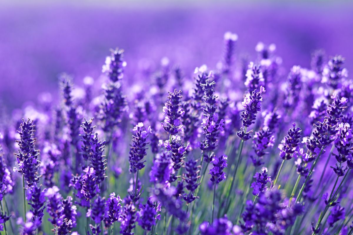 curare la lavanda in autunno
