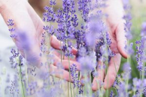 come curare la lavanda post-estate