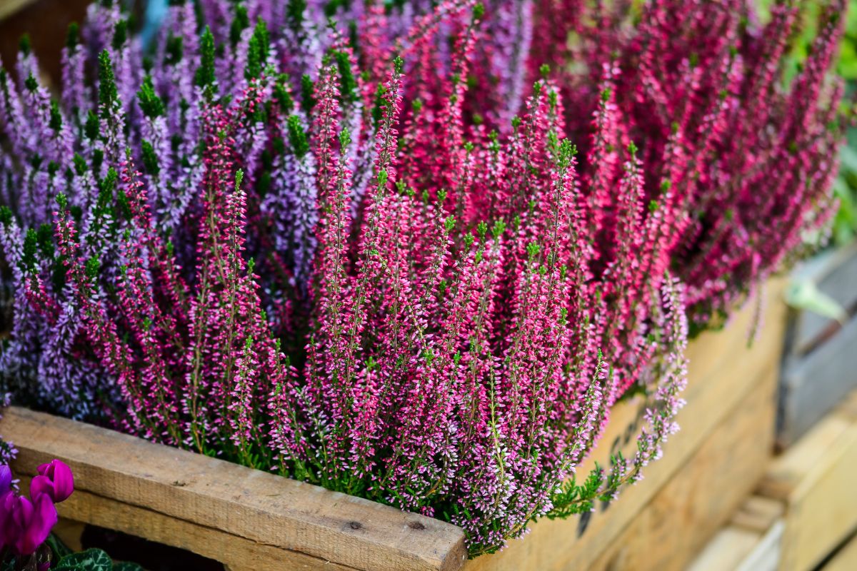 erica in balcone varietà