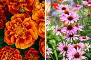 settembre mix di fiori che rendono il giardino