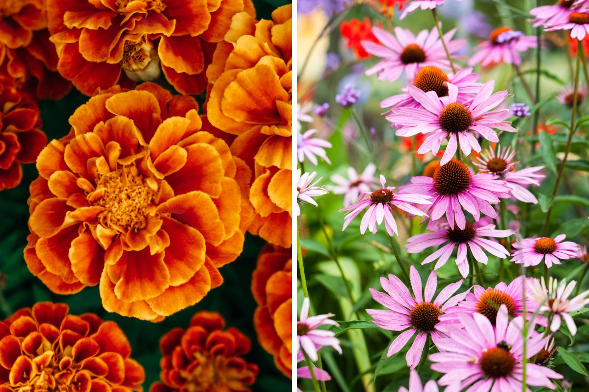 settembre mix di fiori che rendono il giardino