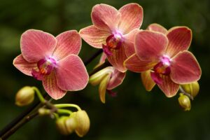 far fiorire le orchidee in casa