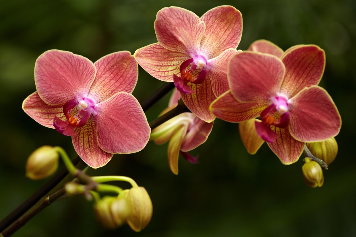 far fiorire le orchidee in casa