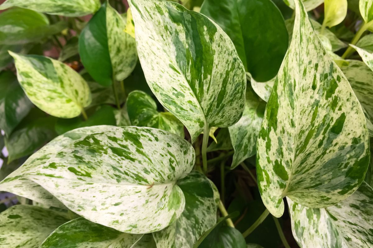 pothos a cascata parete verde