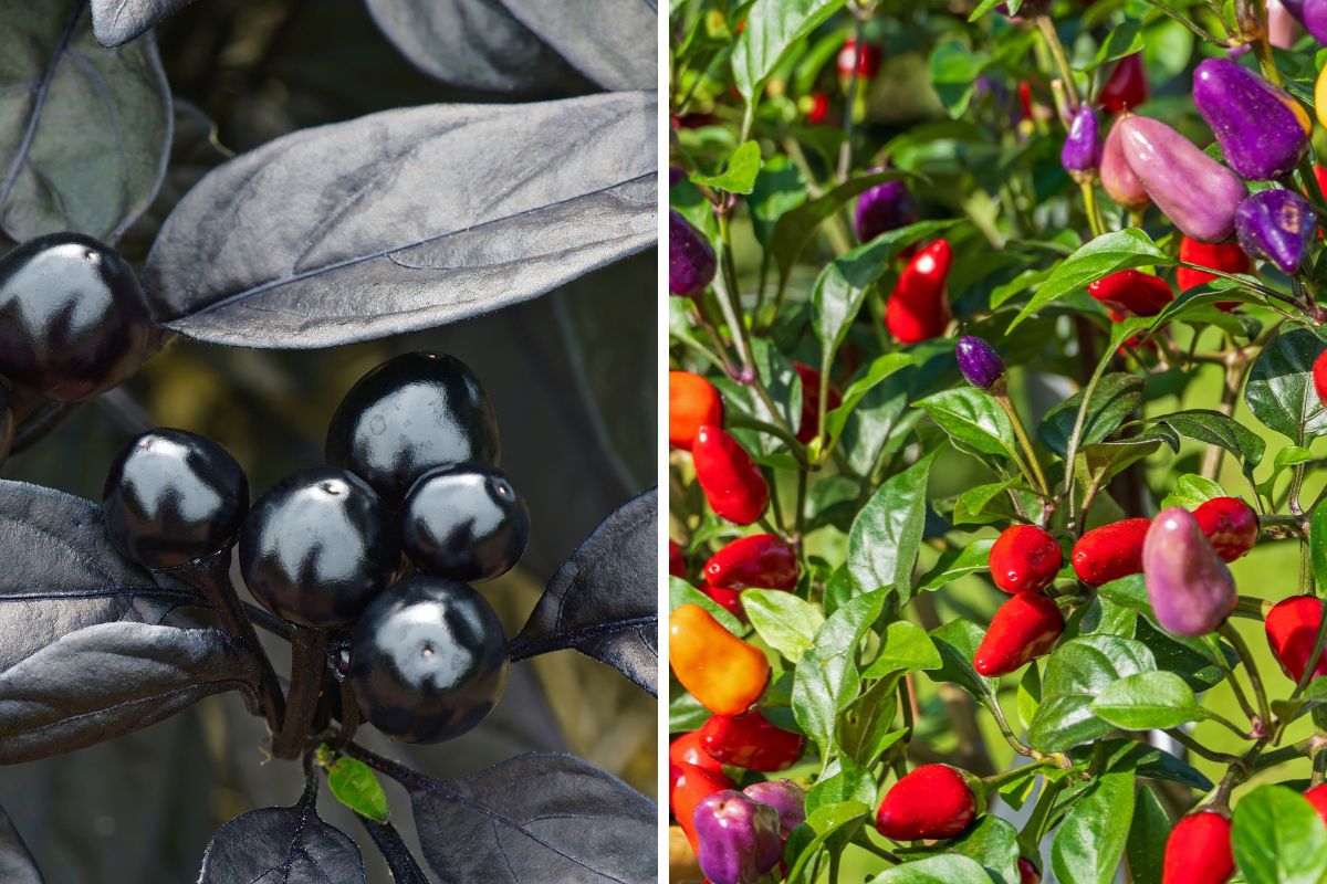 peperoncini ornamentali colorate per autunno