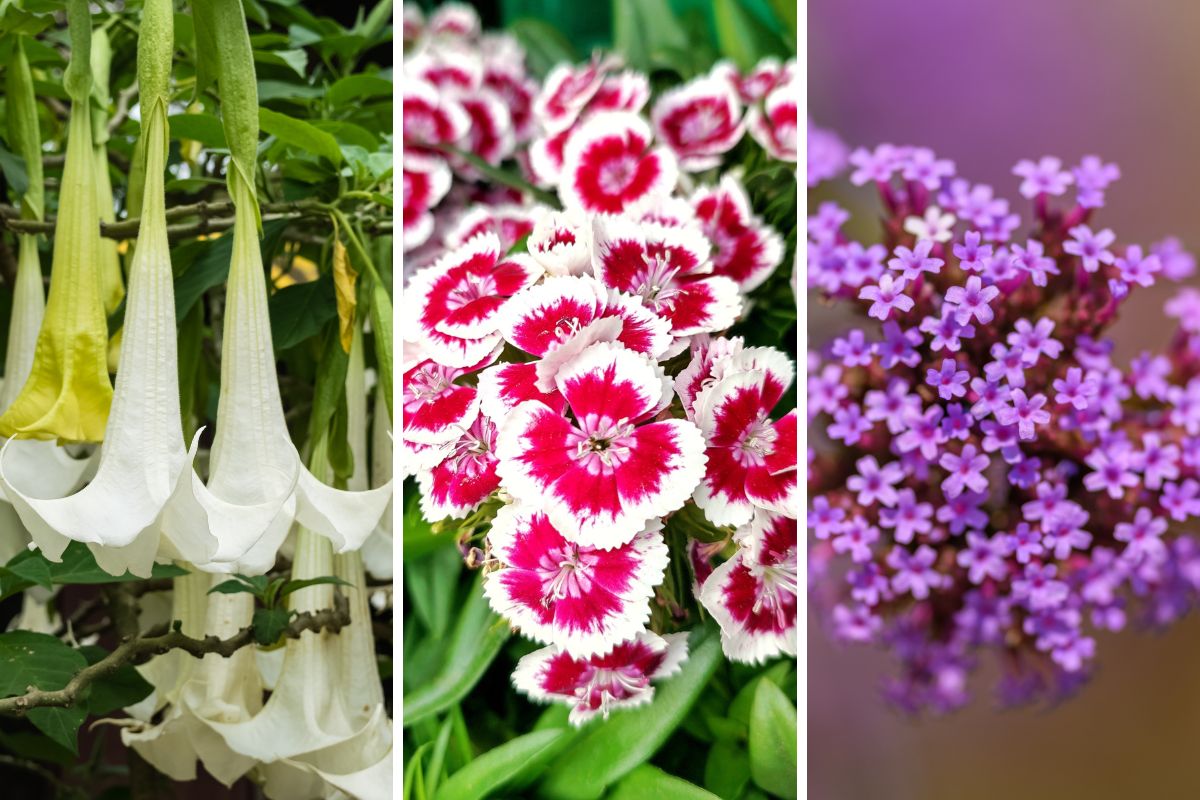fiori profumati da piantare a settembre