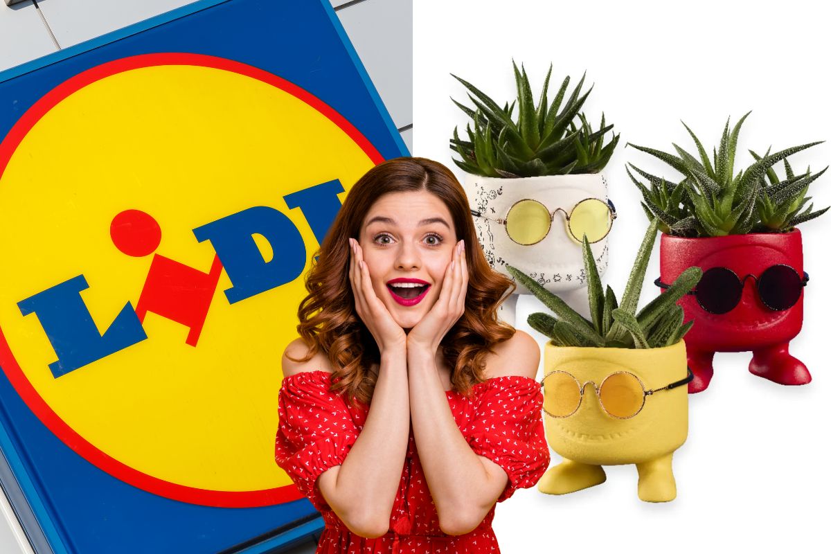 lidl piante della settimana