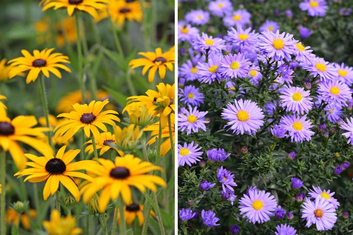 fiori spettacolari a settembre