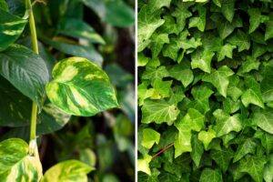 piante più resistenti all’inquinamento urbano