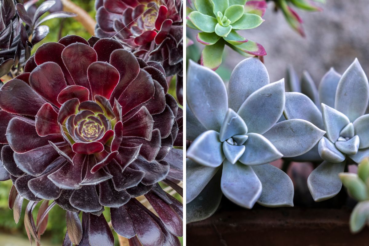 succulente che cambiano colore con il freddo
