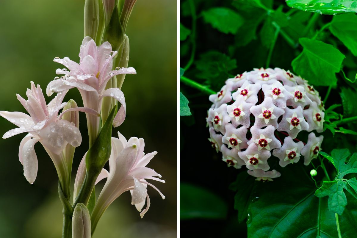 fiori profumati da piantare a settembre