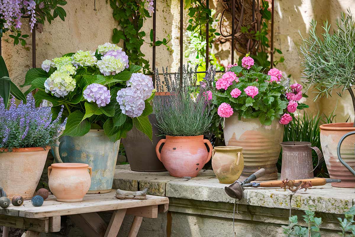 potare ortensie in vaso