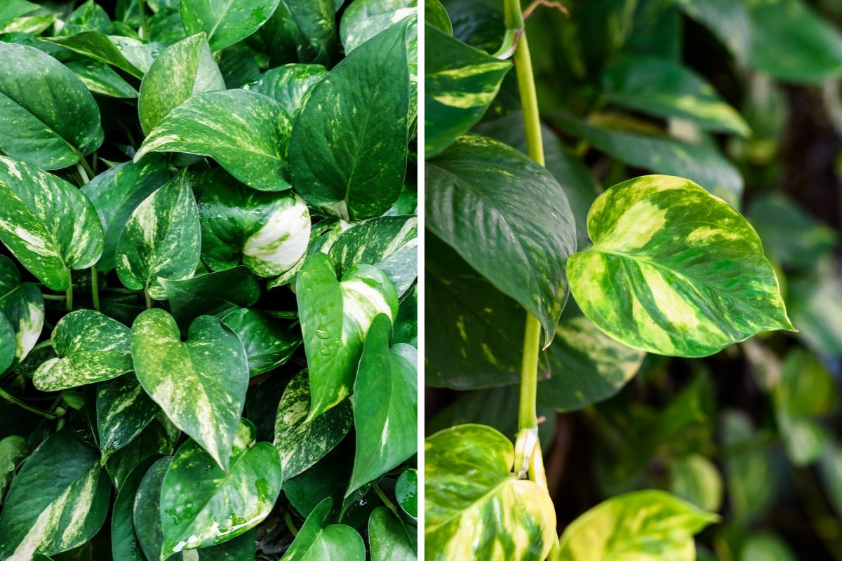 parete con pothos a cascata