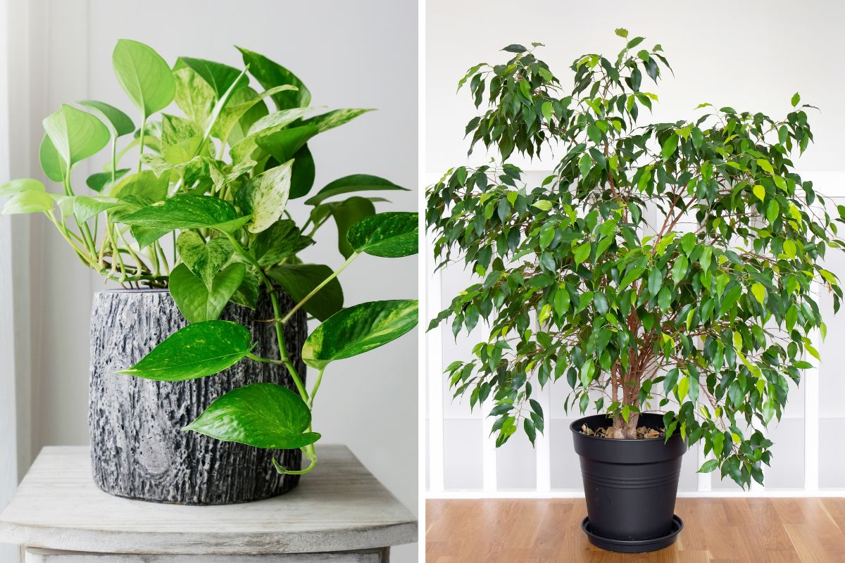 piante che purificano l’aria in casa