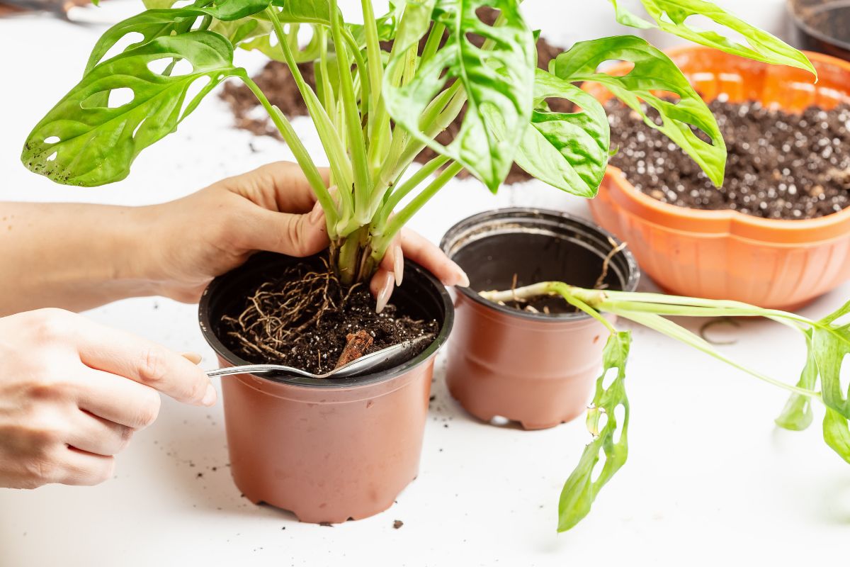 come rinvasare ficus e piante verdi