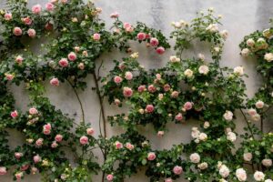 rose rampicanti senza giardino