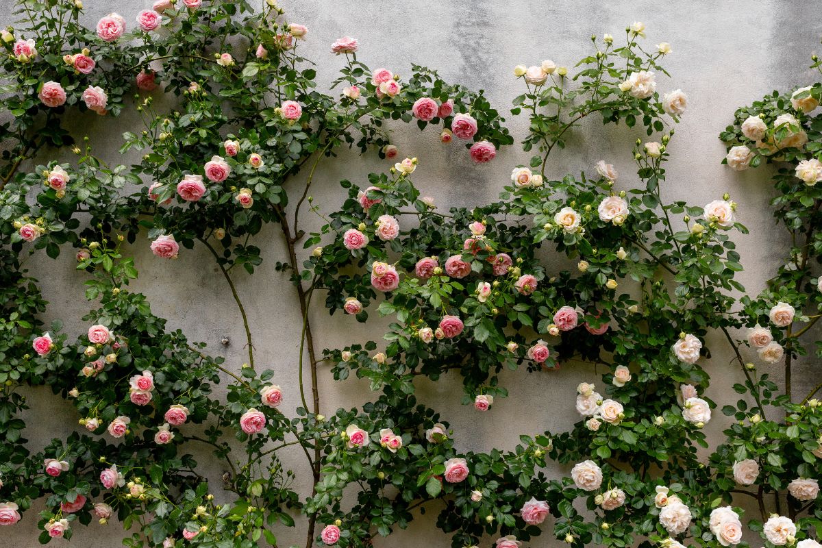 rose rampicanti senza giardino